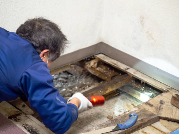 Best Black Mold Remediation in Nd Point, WI
