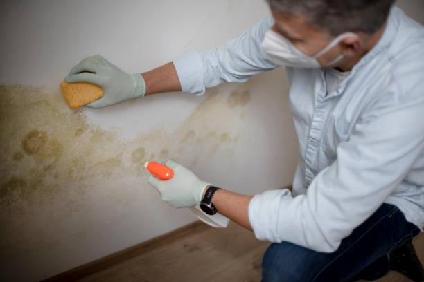 Best Emergency Mold Remediation in Nd Point, WI