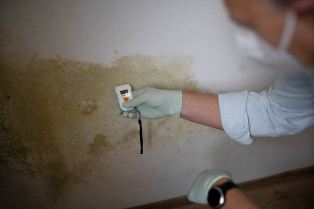 Best Mold Remediation for Schools in Nd Point, WI