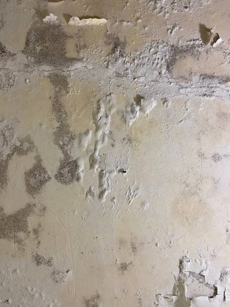 Best Post-Flood Mold Remediation in Nd Point, WI