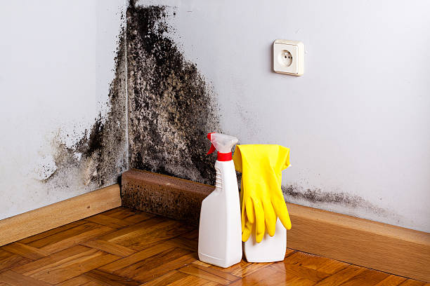 Best Attic Mold Remediation in Nd Point, WI