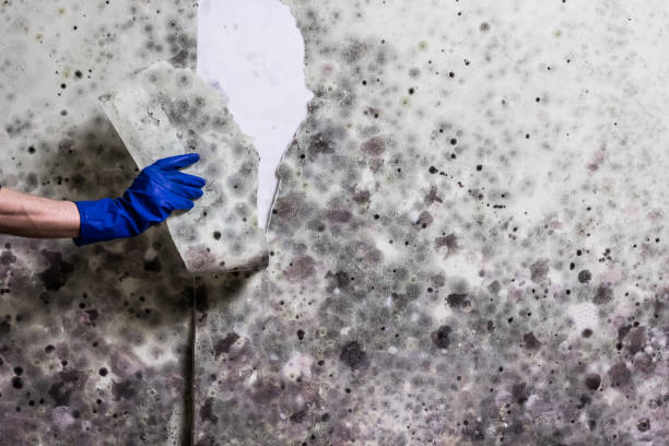 Best Bathroom Mold Remediation in Nd Point, WI