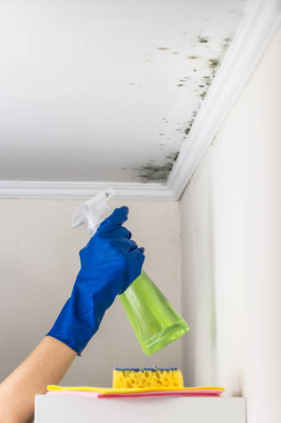 Best Mold Remediation for Specific Building Types in Nd Point, WI